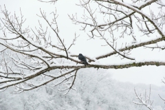 ParkGolosiivo_6_02_2019-8
